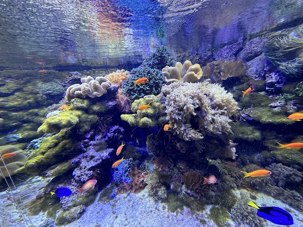 Tropicarium-Oceanarium Kft. 5