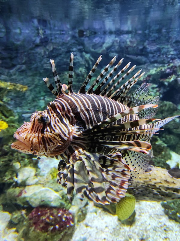 Tropicarium-Oceanarium Kft. 4