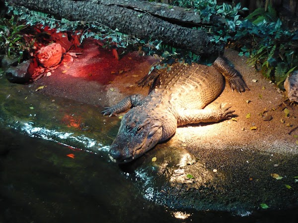 Tropicarium-Oceanarium Kft. 3