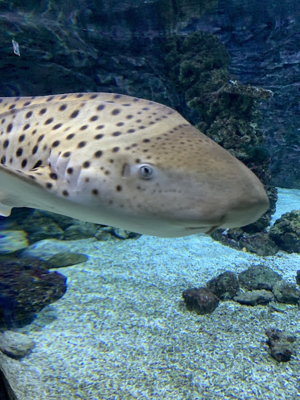 Tropicarium-Oceanarium Kft. 2
