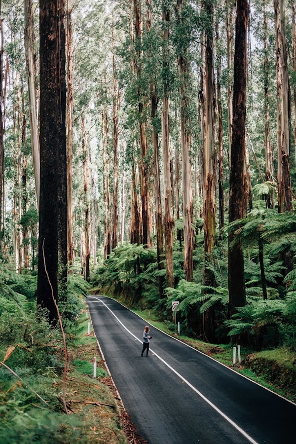 Yarra Ranges National Park 5