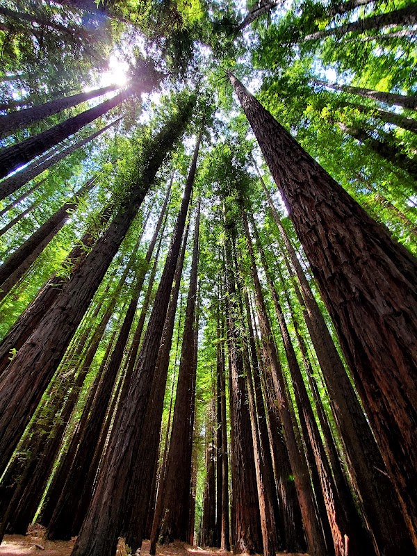 Yarra Ranges National Park 4