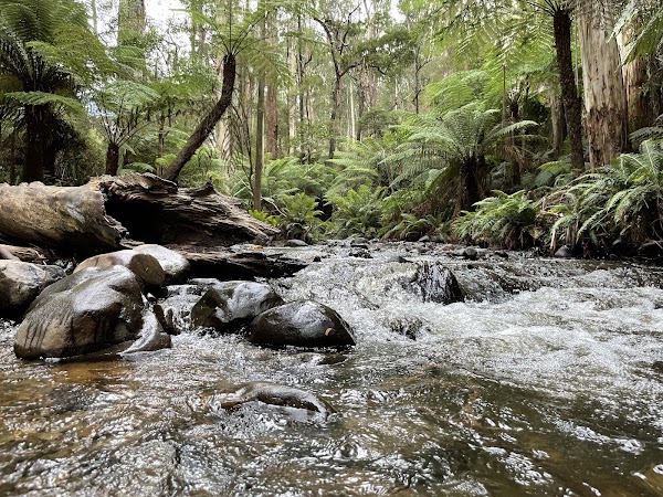 Yarra Ranges National Park 3