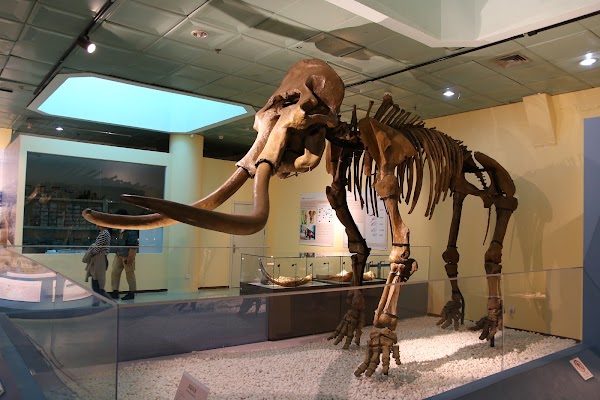 Dalian Natural History Museum 4