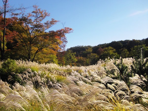 Sayama Park 1