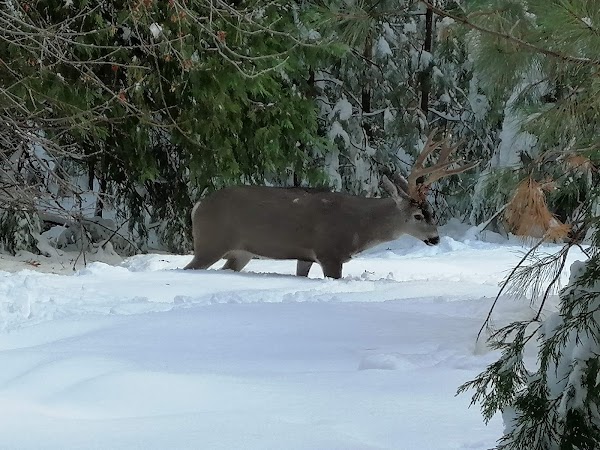 Yosemite Valley 4