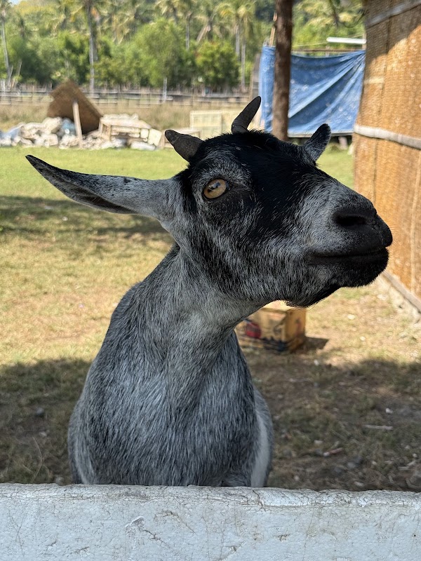Kambing - Prettiest goat on the island 1