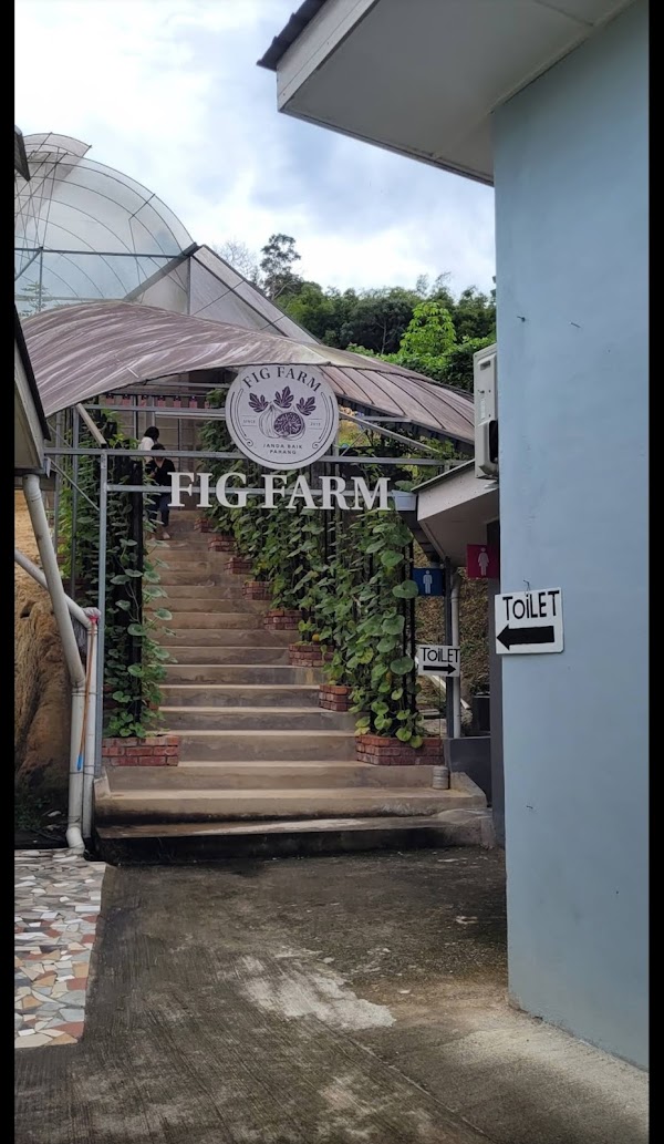 Fig Malaysia Farm Janda Baik