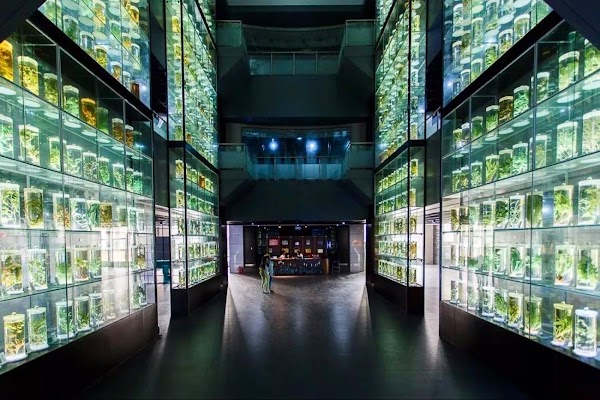 Guangdong Chinese Medicine Museum 1