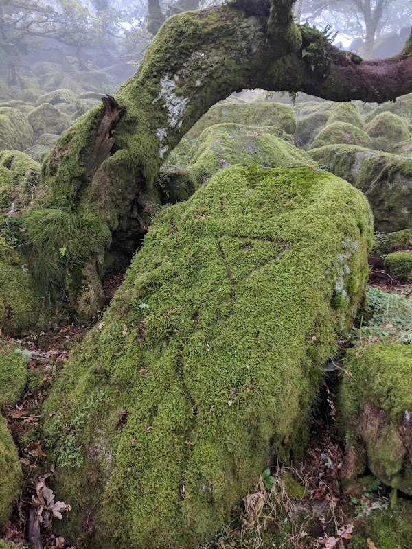 Wistman's Wood 5