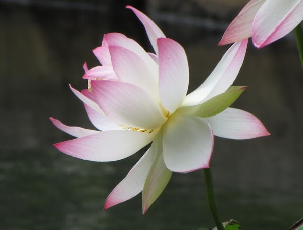 Lotus Pond in Carnegie Center 5