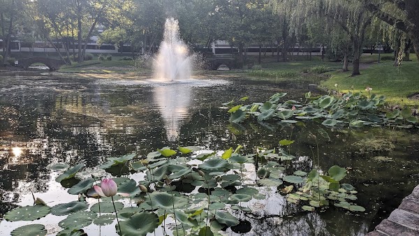 Lotus Pond in Carnegie Center 4