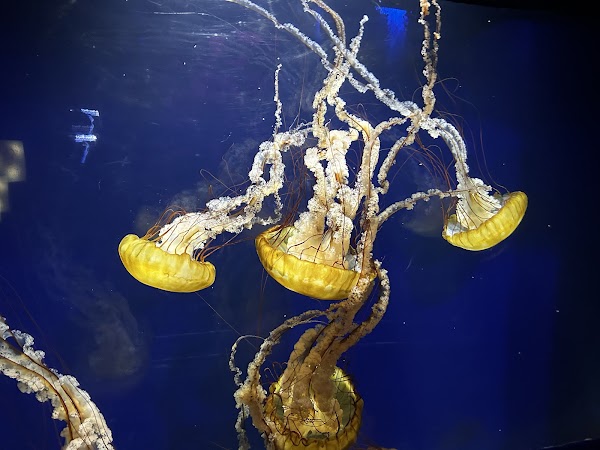 Aquarium of the Bay 6