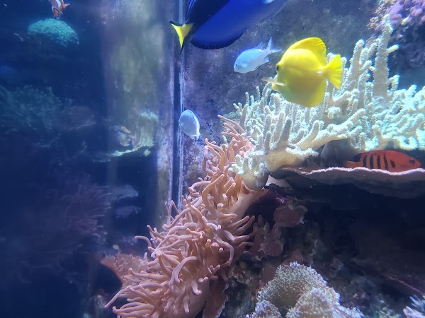 Aquarium of the Bay 4