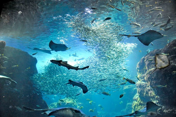 Saved Items 62