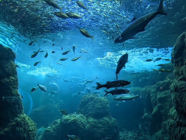 Enoshima Aquarium 4
