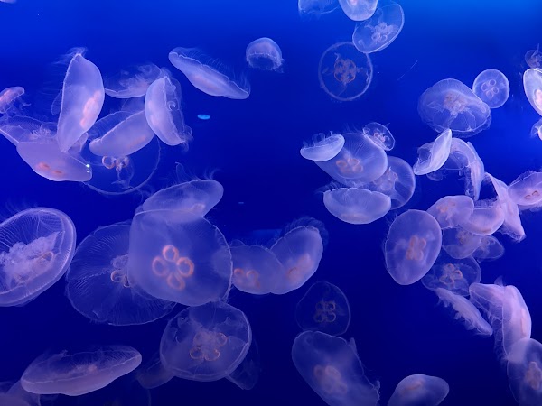 Enoshima Aquarium 3