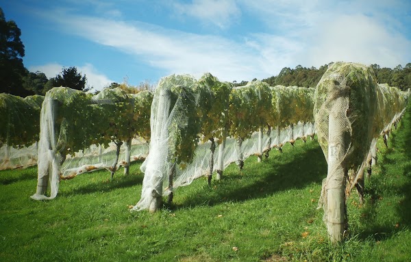 Leven Valley Vineyard