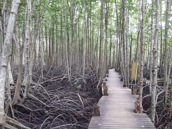 Tung Prong Thong (Golden Meadow) 4