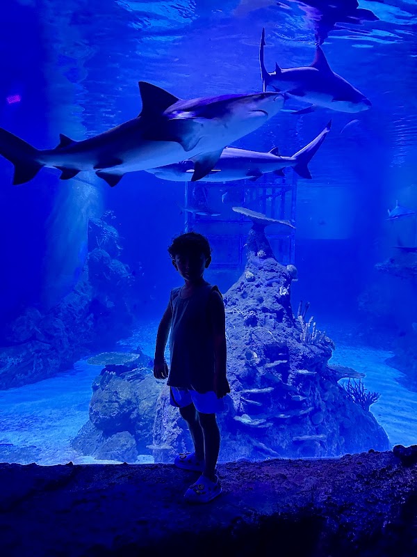 Marine Safari Bali 5