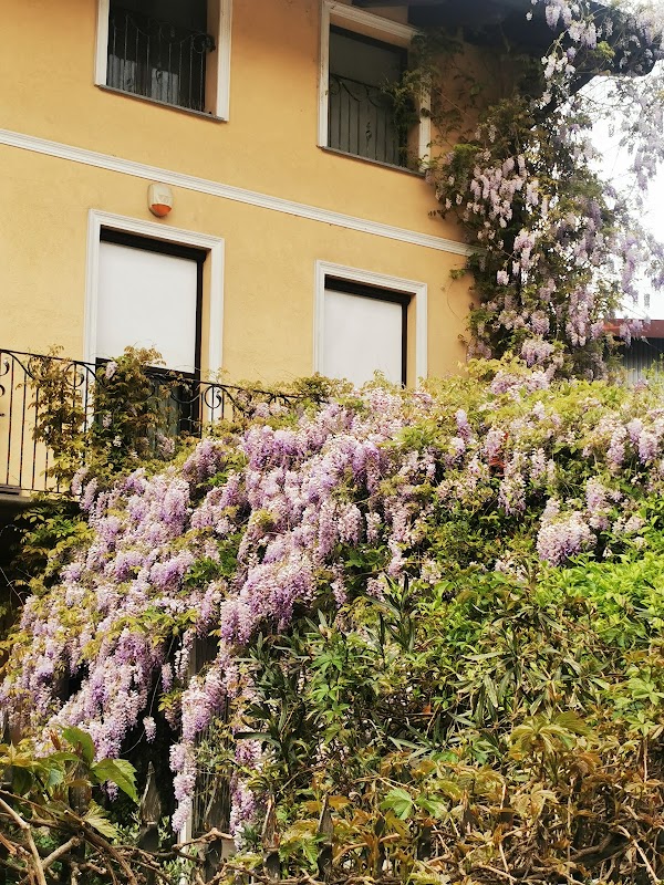Il glicine di Leonardo