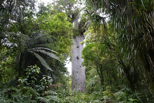 Kauri Walks 1
