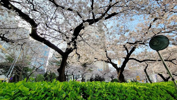 Namcheon-dong Cherryblossom Street (in Spring)