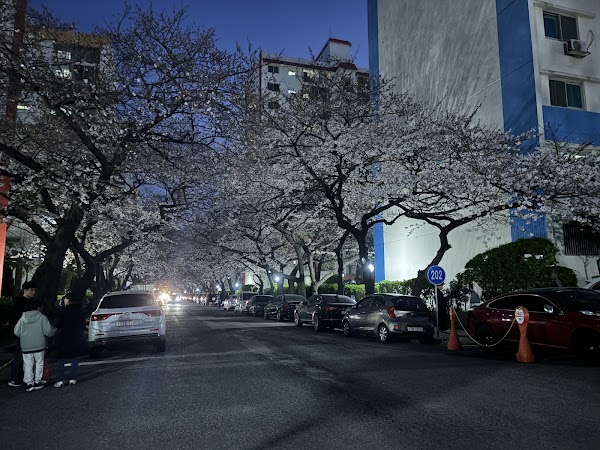 Namcheon-dong Cherryblossom Street (in Spring) 3