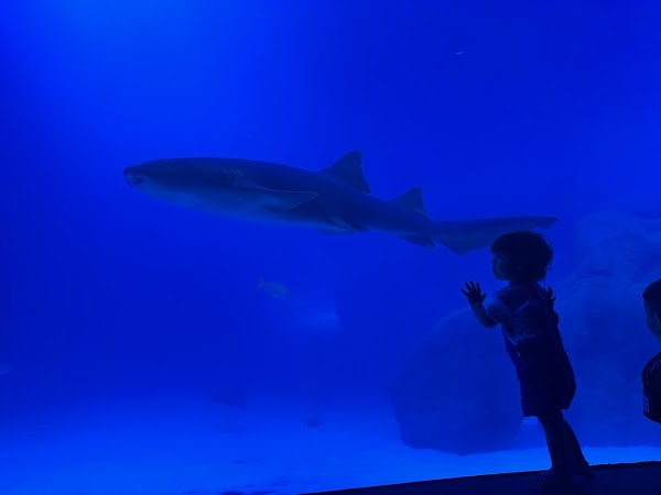AquaFoz 1
