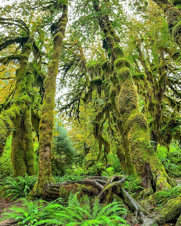 Hall of Mosses Trailhead 1