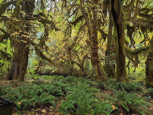 Hall of Mosses Trailhead 5