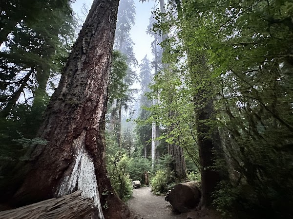 Hall of Mosses Trailhead 4