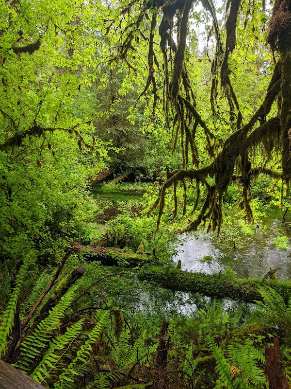 Hall of Mosses Trailhead 3