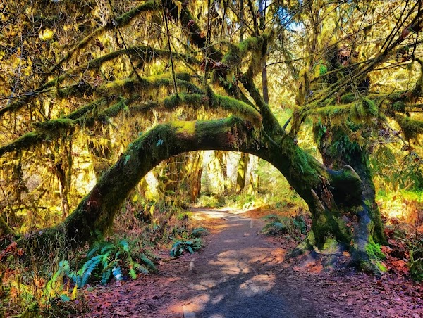 Hall of Mosses Trailhead 2