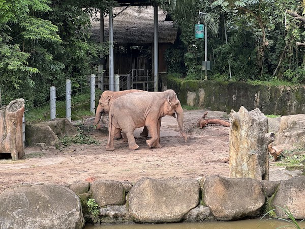 Singapore Zoo 5