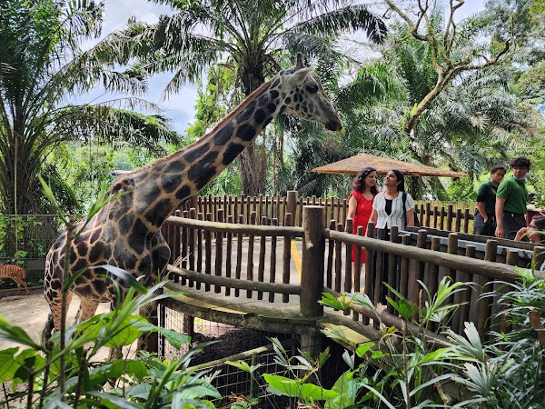 Singapore Zoo 4