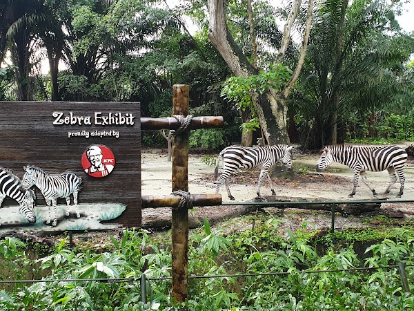 Singapore Zoo 3