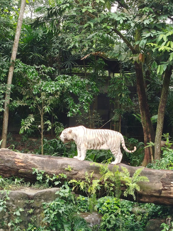 Singapore Zoo 2
