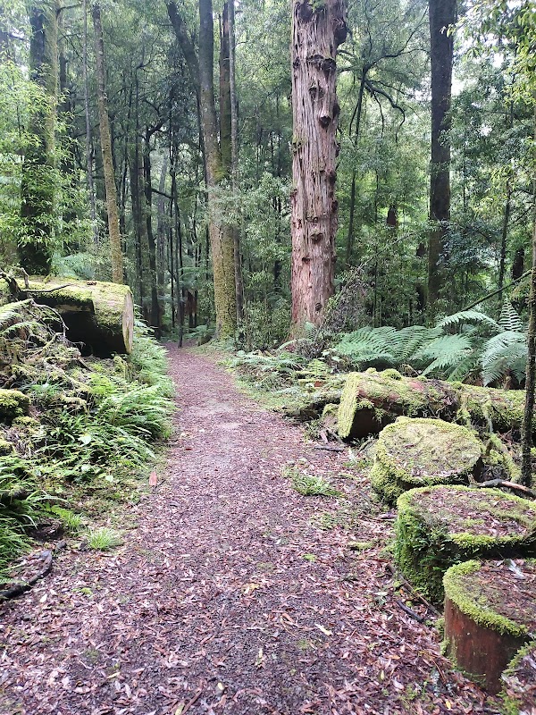 Whirinaki Forest (River Road) Car Park 1