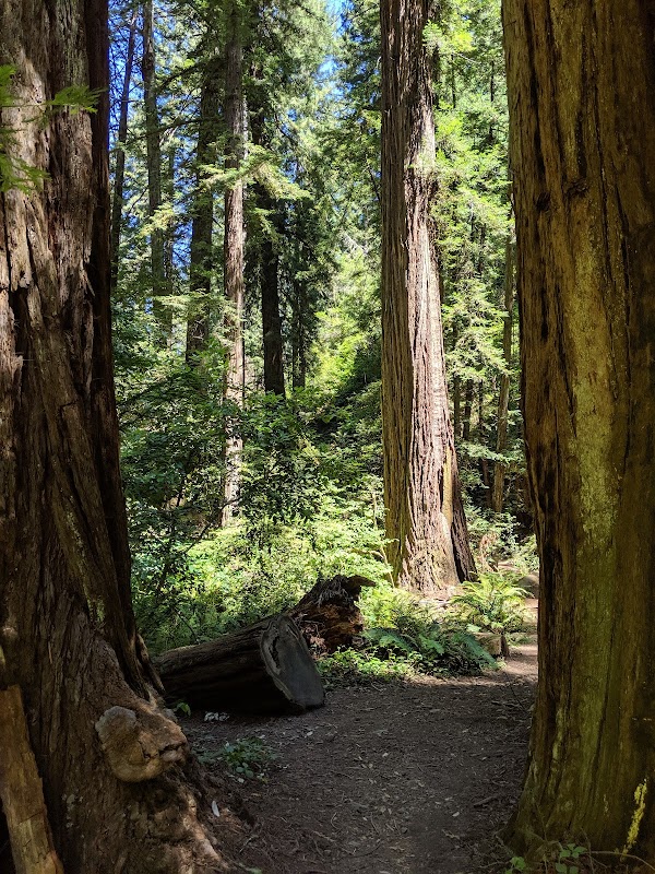 Samuel P. Taylor State Park 5