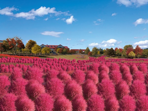 Yuni Garden