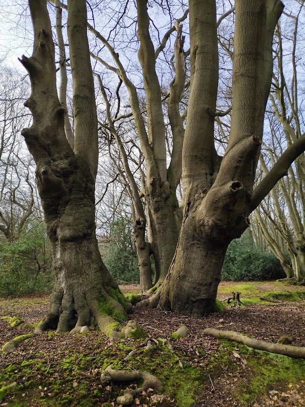 Epping Forest 5