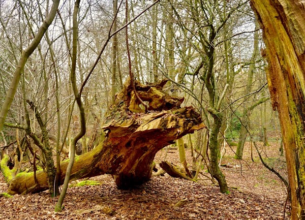 Epping Forest 2