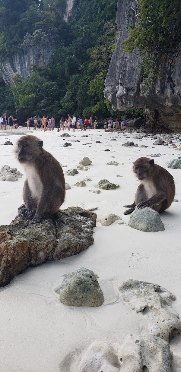 Monkey Beach 3