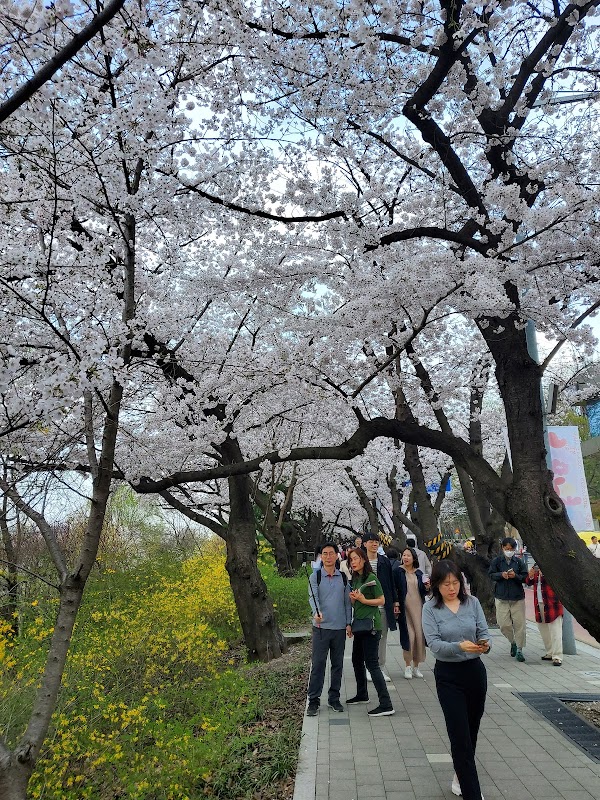 Cherry Blossom Street 1