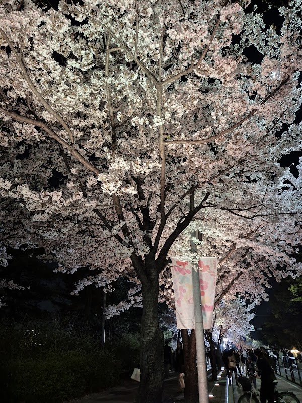 Cherry Blossom Street 5