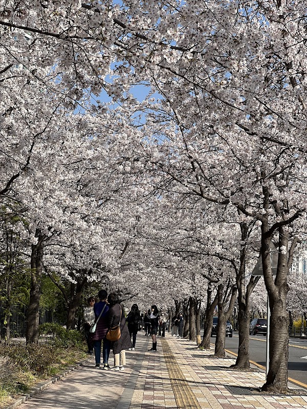 Cherry Blossom Street 4