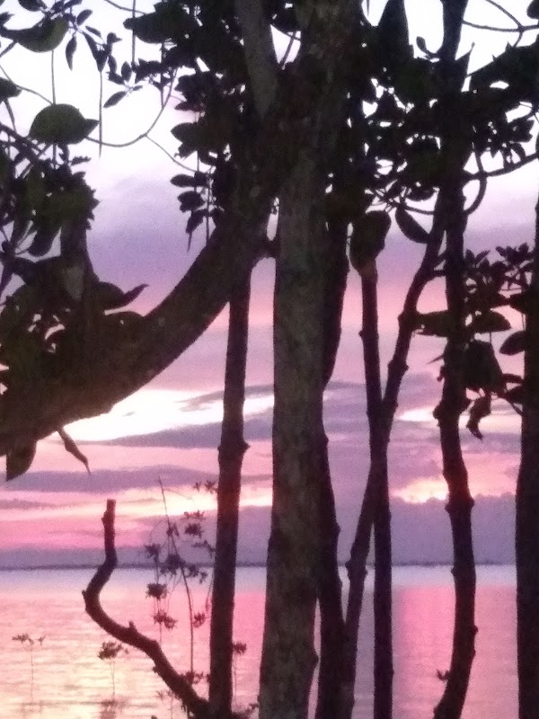 Cherry Blossom Street 2