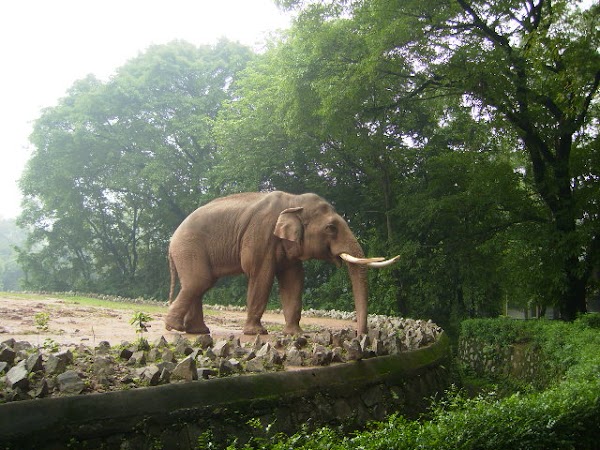 Guangzhou Zoo 1