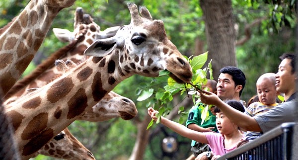 Guangzhou Zoo 5
